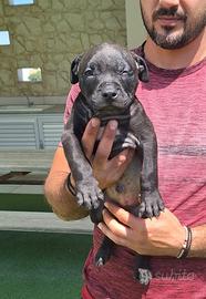 American Pitbull Adba