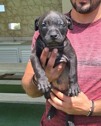 American Pitbull Adba