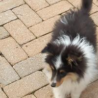 Pastore Shetland il piccolo lassie in miniatura