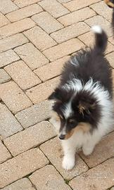 Pastore Shetland il piccolo lassie in miniatura