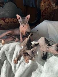 Gatto Sphynx femmina cucciolo