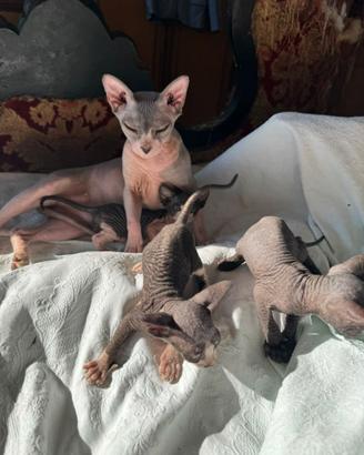 Gatto Sphynx femmina cucciolo