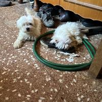 Maltese cuccioli maschio e femmina