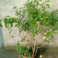 piante di limoni