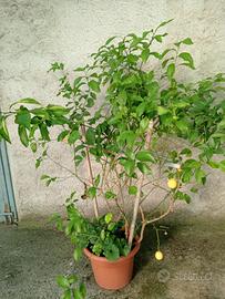 piante di limoni