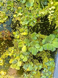 Pistia Stratiotes