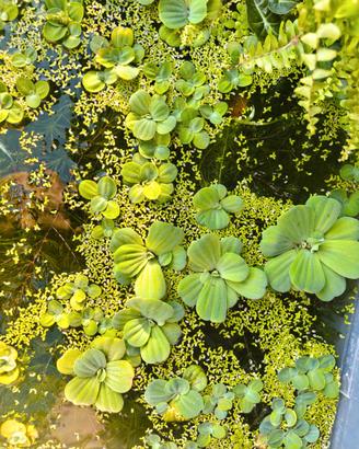 Pistia Stratiotes