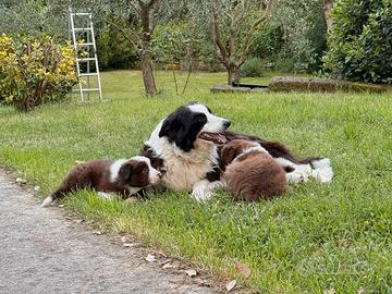 Cuccioli Border Collie con pedigree