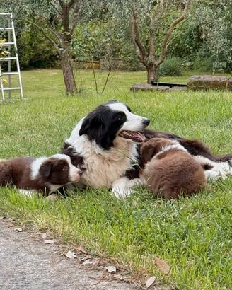 Cuccioli Border Collie con pedigree