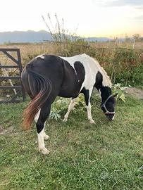 Cavallo in fida