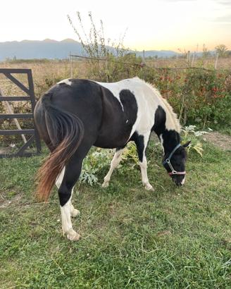 Cavallo in fida