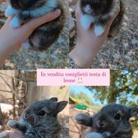 Conigli testa di leone