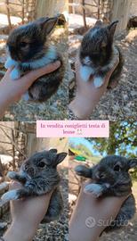 Conigli testa di leone