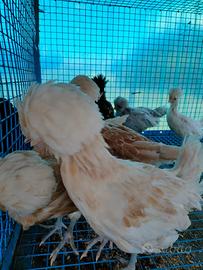 Galline razza padovana