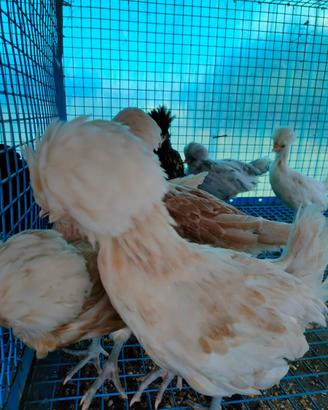 Galline razza padovana