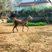 Cavallo Arabo