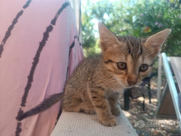 Gattina