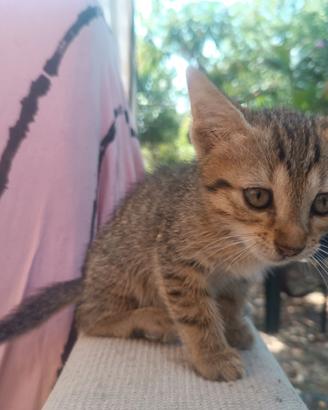 Gattina