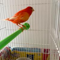 Canarina (femmina)