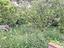 Immagine 12