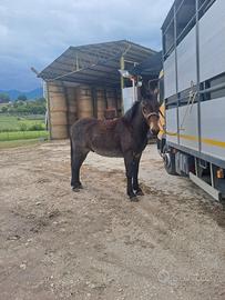 Mulo