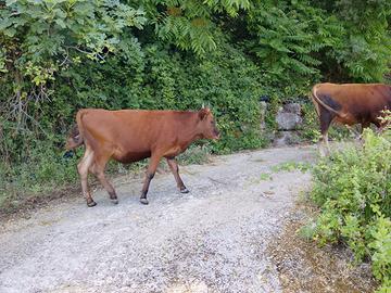 Vitelli