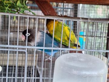 Pappagalli inseparabili