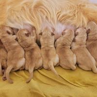 Cuccioli di Golden Retriever Linea Americana