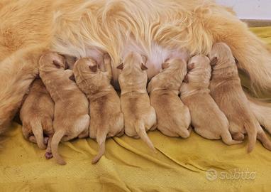 Cuccioli di Golden Retriever Linea Americana