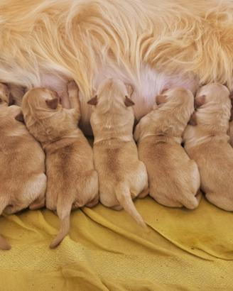 Cuccioli di Golden Retriever Linea Americana