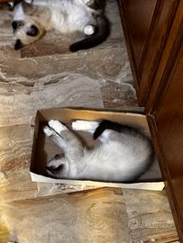 Cuccioli Ragdoll