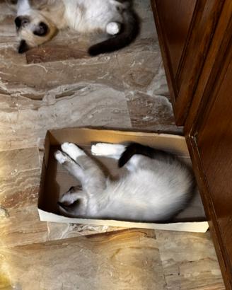 Cuccioli Ragdoll