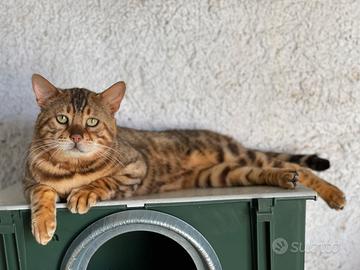 Gatto del bengala da riproduzione - clear