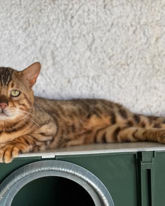 Gatto del bengala da riproduzione - clear