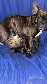 Cuccioli di bulldog francese