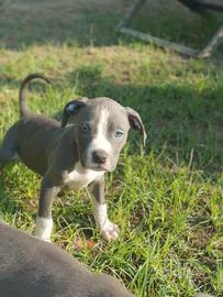 Pitbull tricolor e blue nose