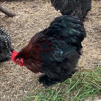 Galli galletti cocincina nana