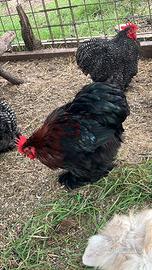 Galli galletti cocincina nana