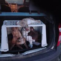 Segugio avviatissimo al coniglio