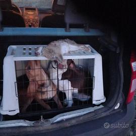 Segugio avviatissimo al coniglio