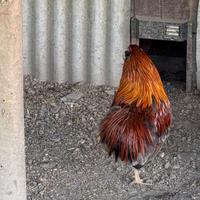 Gallo Araucana color frumento