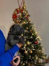 Cuccioli di cane corso