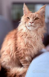 Maine Coon