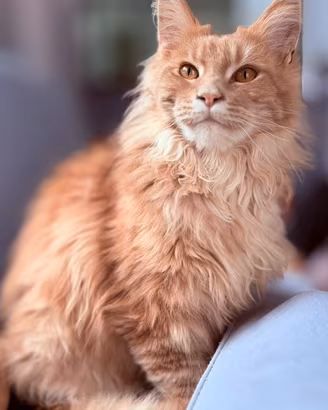 Maine Coon