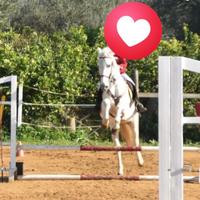 Pony castrone