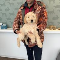 Cuccioli di Goldendoodle