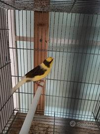 Timbrado spagnolo ( canarino da canto )