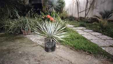 Yucca rostrata blu - silver swan. 