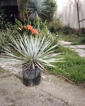 Yucca rostrata blu - silver swan. 