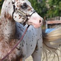 Stallone Appaloosa Leopard